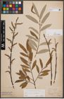 Foto von Salix cinerea L. x Salix eleagnos Scop.